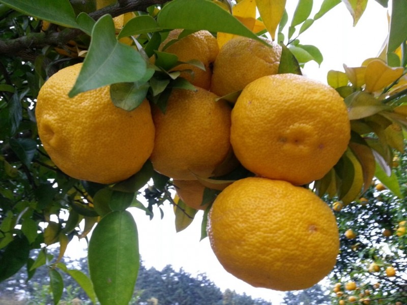 d41d6e8bc54879bdb1f98166ba629228_1508316