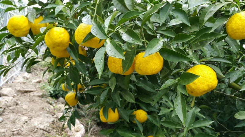 d41d6e8bc54879bdb1f98166ba629228_1508316